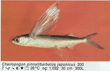 Cheilopogon pinnatibarbatus japonicus